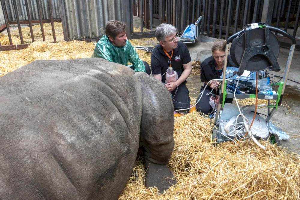 Podařilo se odebrat rekordní množství vajíček nosorožců. Safari Park je tak opět o trochu blíž k jejich záchraně