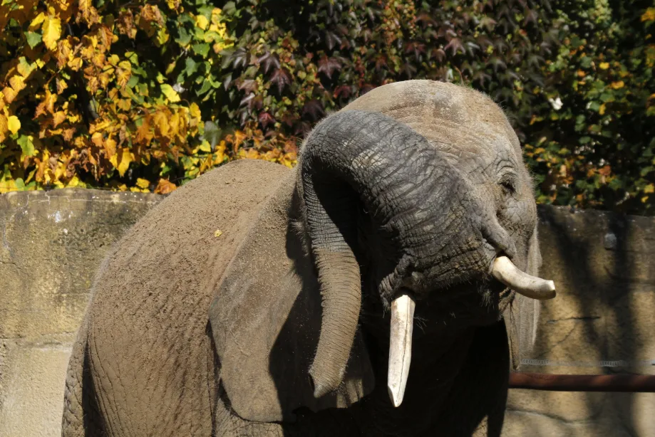 Jedna ze slonic v zoo ve Dvoře Králové nad Labem