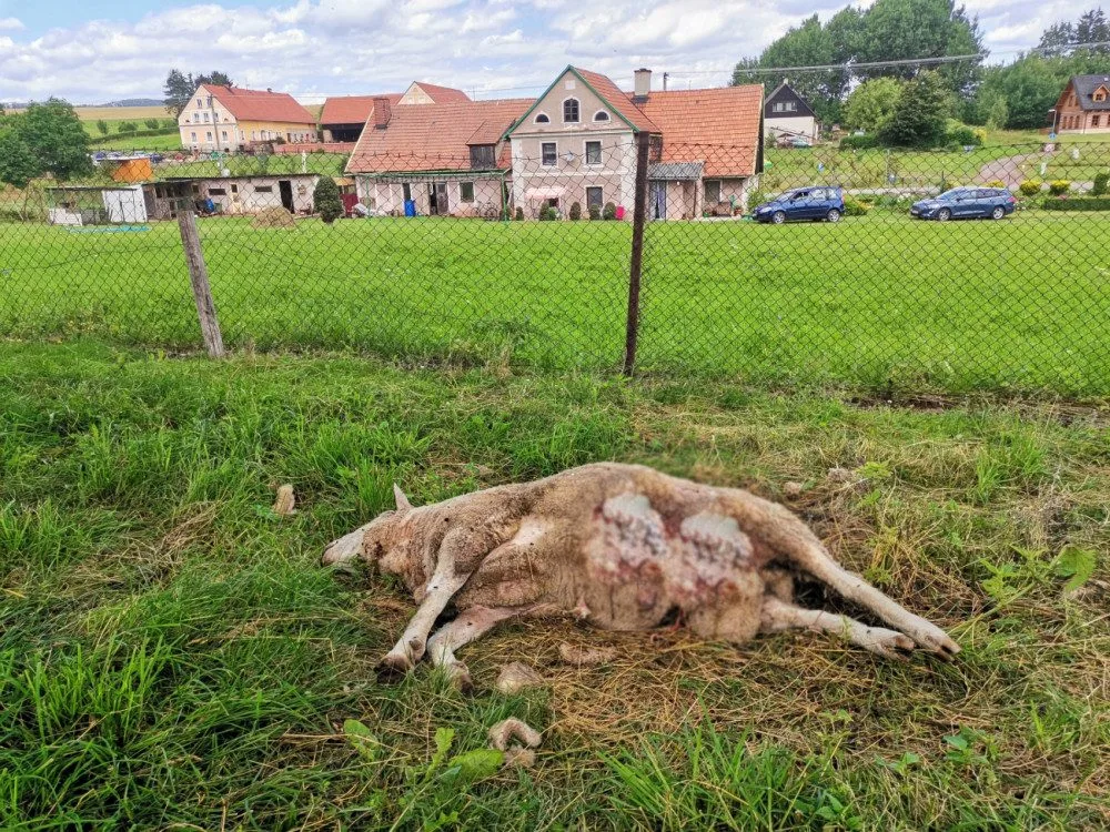Po padesáti letech chovatel z Broumovska končí. Vlci mu zadávali poslední tři ovce