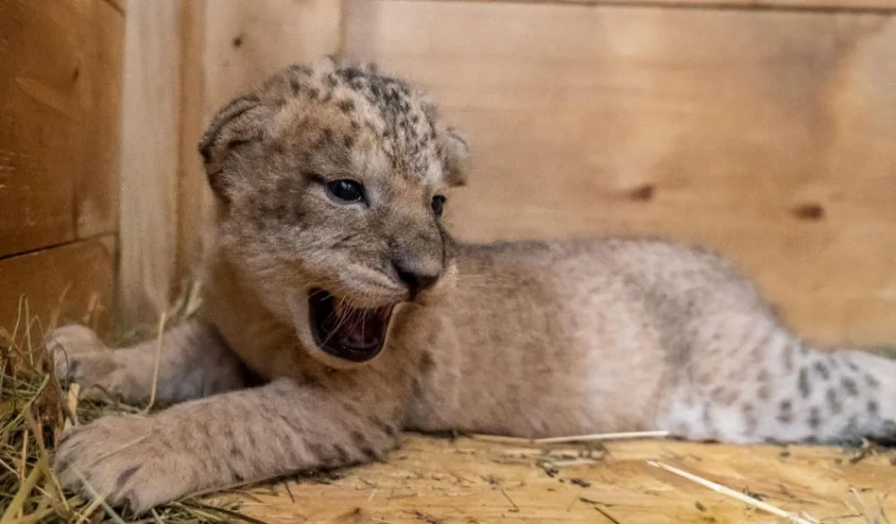 Tři nová lvíčata v Safari Parku ve Dvoře Králové jsou holky. Z porodního boxu jsou už venku