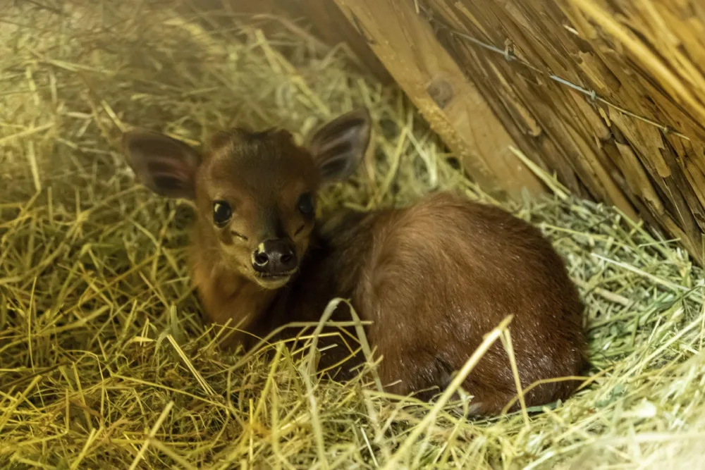 V ZOO Dvůr Králové se narodila vzácná chocholatka červená. Má se čile k světu