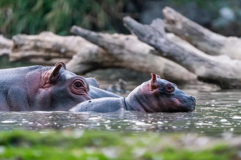 V Safari Parku ve Dvoře se rodí jako na běžícím pásu. Zahrada hlásí další přírůstek