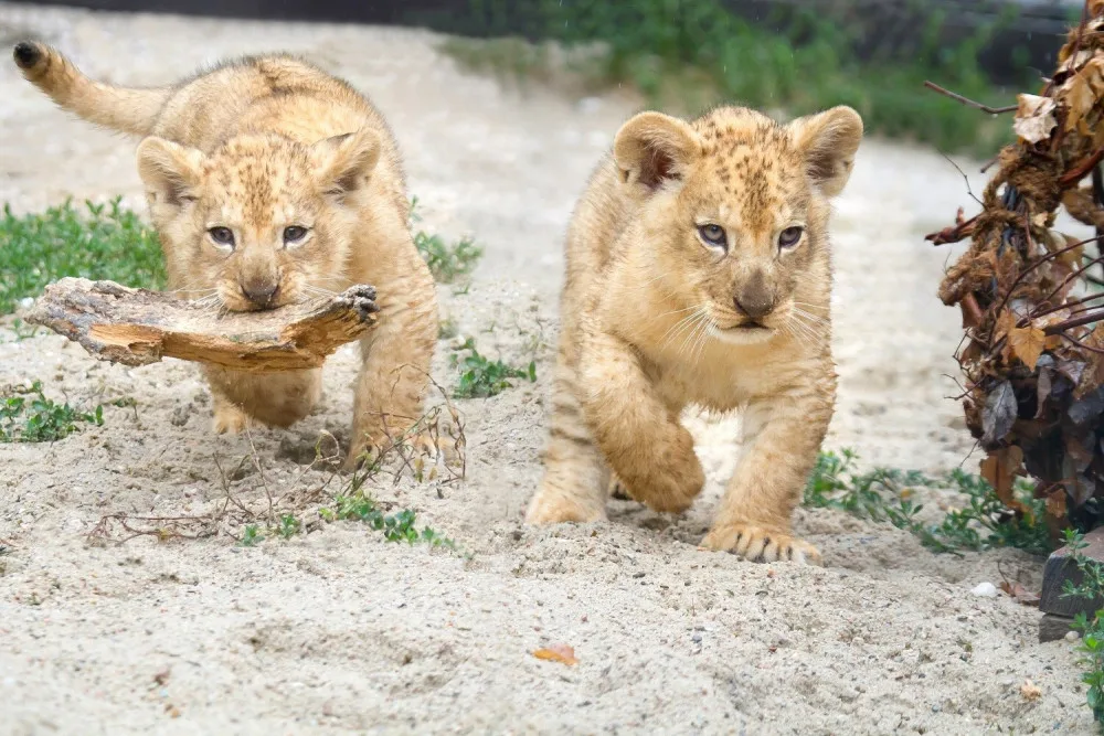Tři malá lvíčata se dnes poprvé ukázala návštěvníkům. V zoologické zahradě nezůstanou