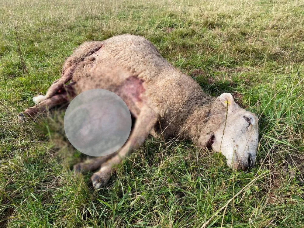 Na Broumovsku opět útočila smečka vlků, chovateli usmrtila deset kusů zvířat. Byla to jatka, říká