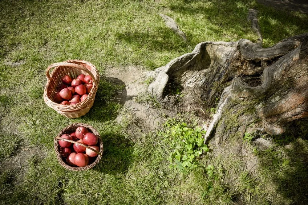 Stromem roku 2020 je jabloň v Machově na Náchodsku