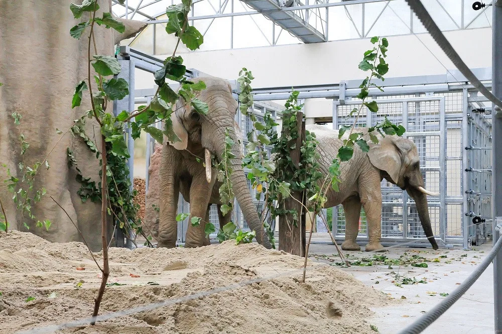 Saly a Umba v novém výběhu v zoo ve Dvoře Králové nad Labem