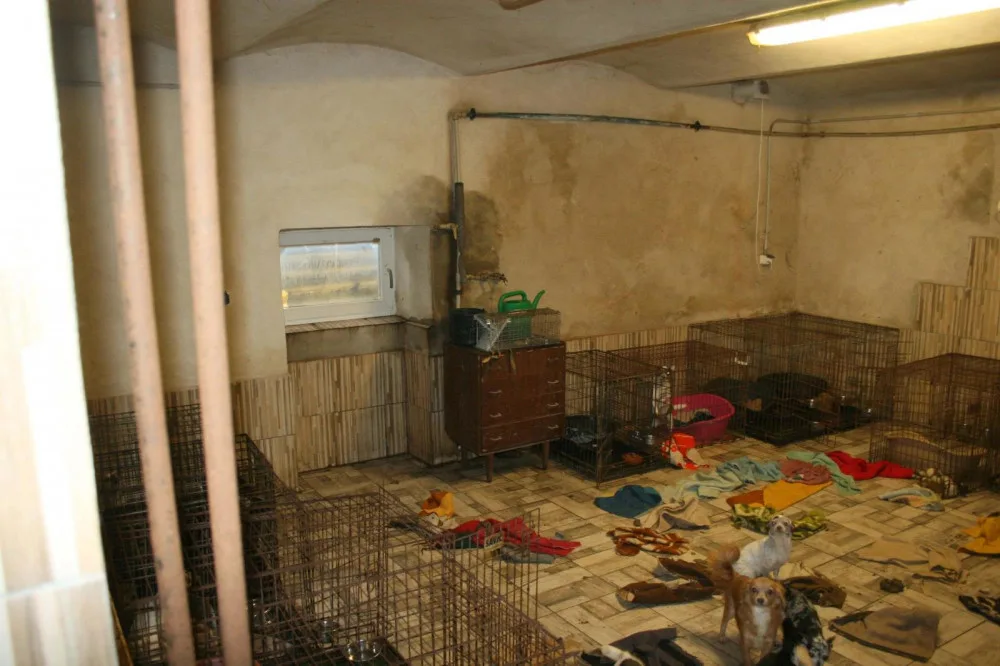 Policie zabavila majitelce sedm desítek psů. Zvířata žila v otřesných podmínkách