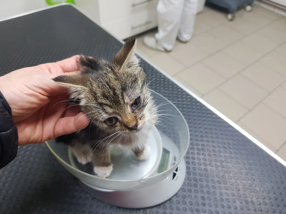 Strážníci v Hradci Králové odložili kotě. Majitelka útulku tvrdí, že je to týrání. Policie však postupovala podle pravidel