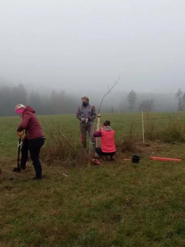 V Trutnově vysázeli 19 stromů a více než sto keřů