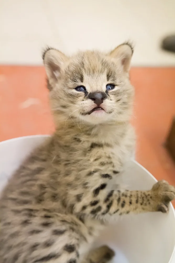 Mládě servalasafari park se zítra otevře návštěvníkům, ve kterém uvidí i nové přírůstky. Na vstupném zaplatí méně