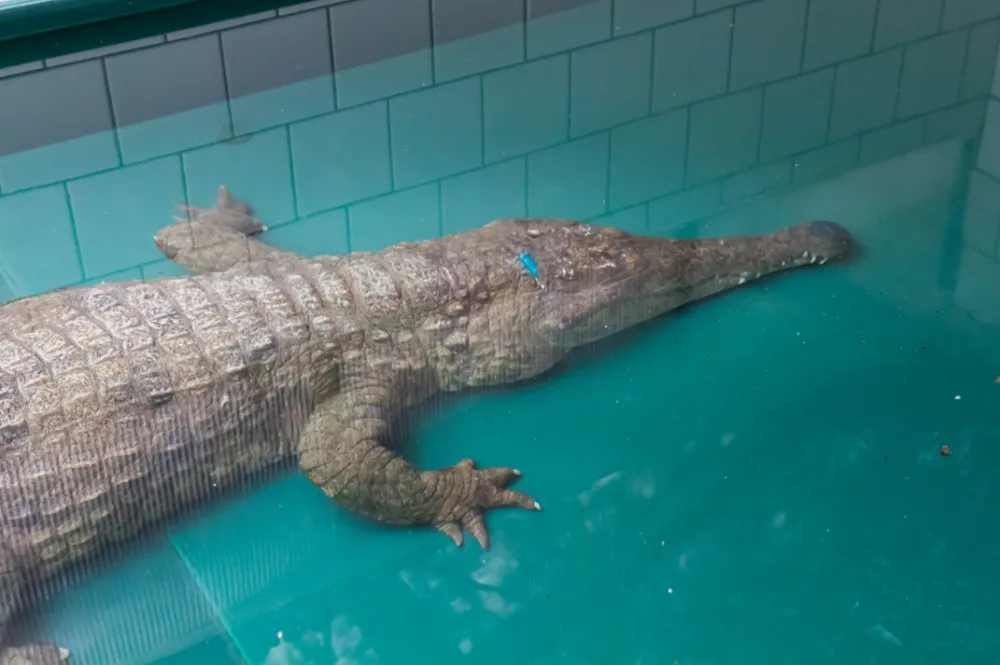 Samice vzácného krokodýla štítnatého