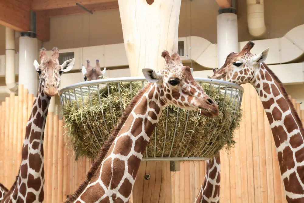 Safari Park během pandemie přišel o 30 milionů korun. I tak se letos narodilo 630 mláďat