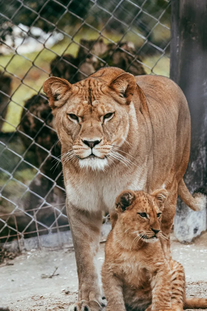 Safari Park během pandemie přišel o 30 milionů korun. I tak se letos narodilo 630 mláďat