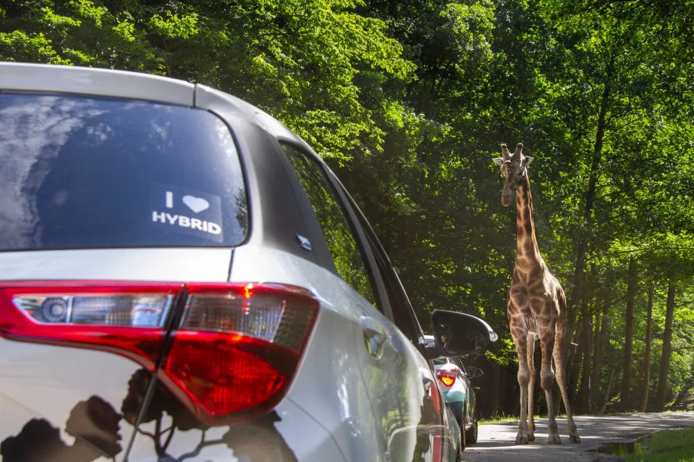 Safari Park během pandemie přišel o 30 milionů korun. I tak se letos narodilo 630 mláďat