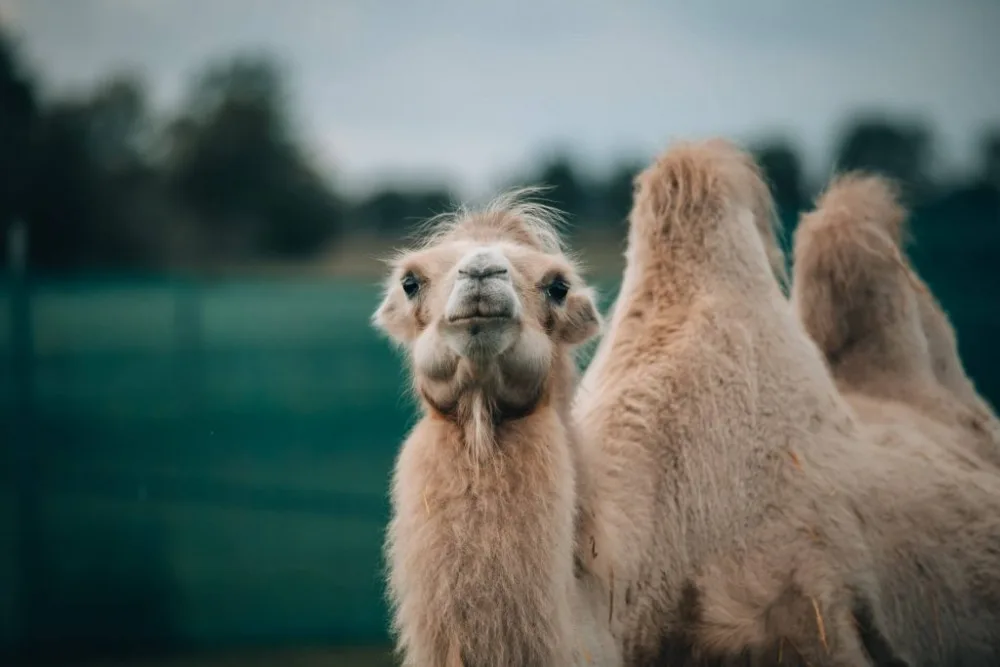 Zoo počítají ztráty v milionech, šetří, kde se dá. Nejhůře jsou na tom soukromí chovatelé