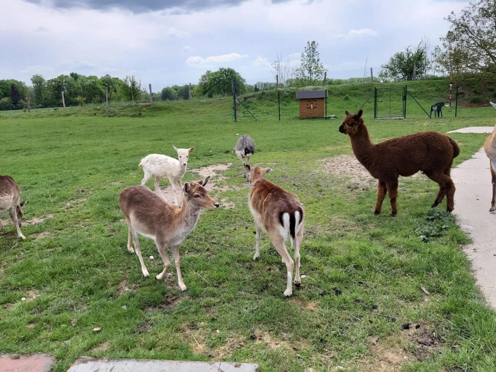 Psi na útěku prokousali plot a pozabíjeli téměř všechna zvířata v hradecké minizoo