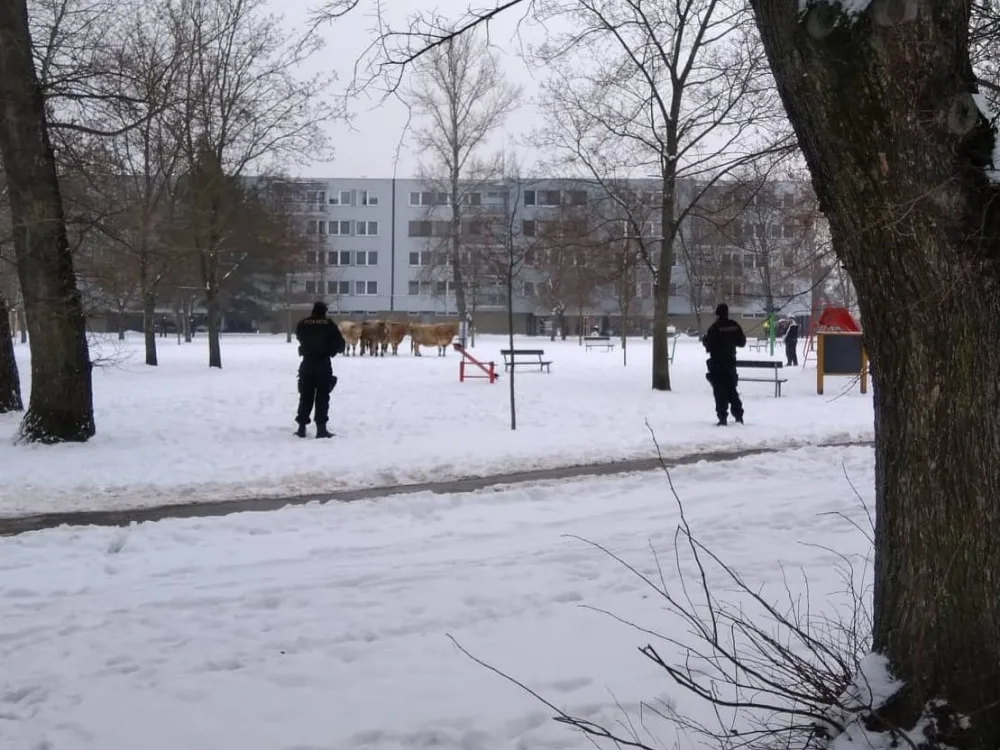 ČR, policie, chov, kuriozity, Hradec Králové,