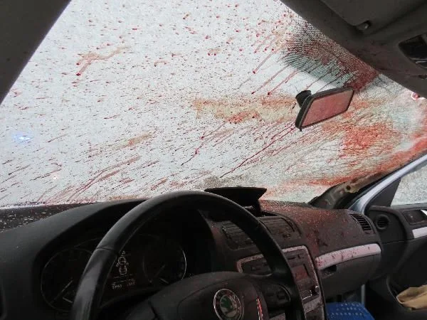 Na Trutnovsku do silnice vběhli koně. Způsobili nehodu dvou autobusů a dvou osobáků