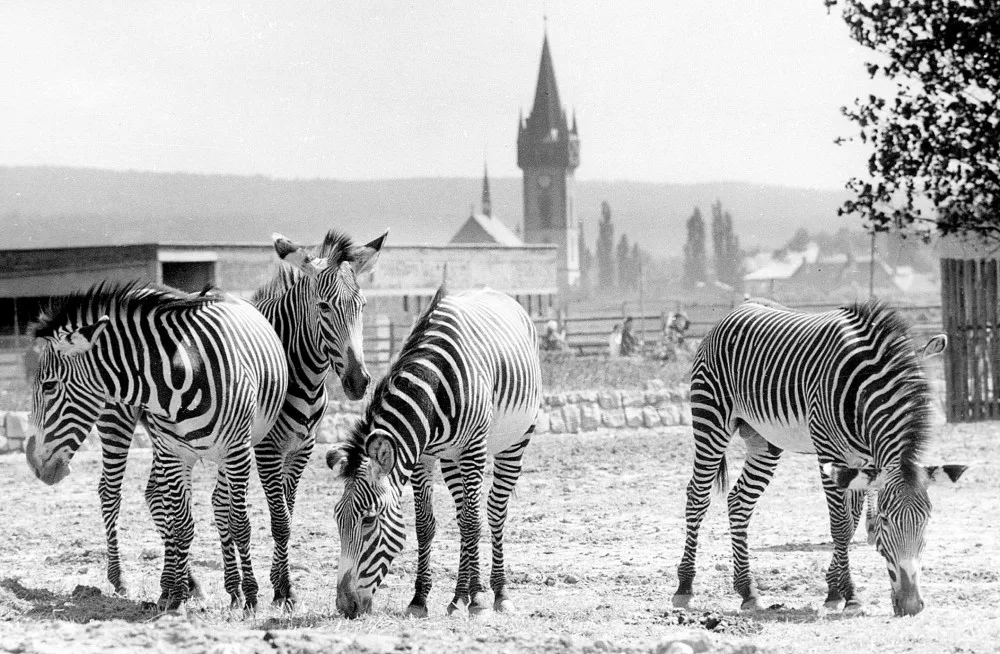 Safari Park ve Dvoře Králové hledá historické fotografie. Zahrada uspořádala soutěž