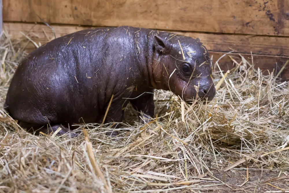Safari Park slaví další úspěch. Během půl roku se narodilo už druhé mládě hrošíka liberijského