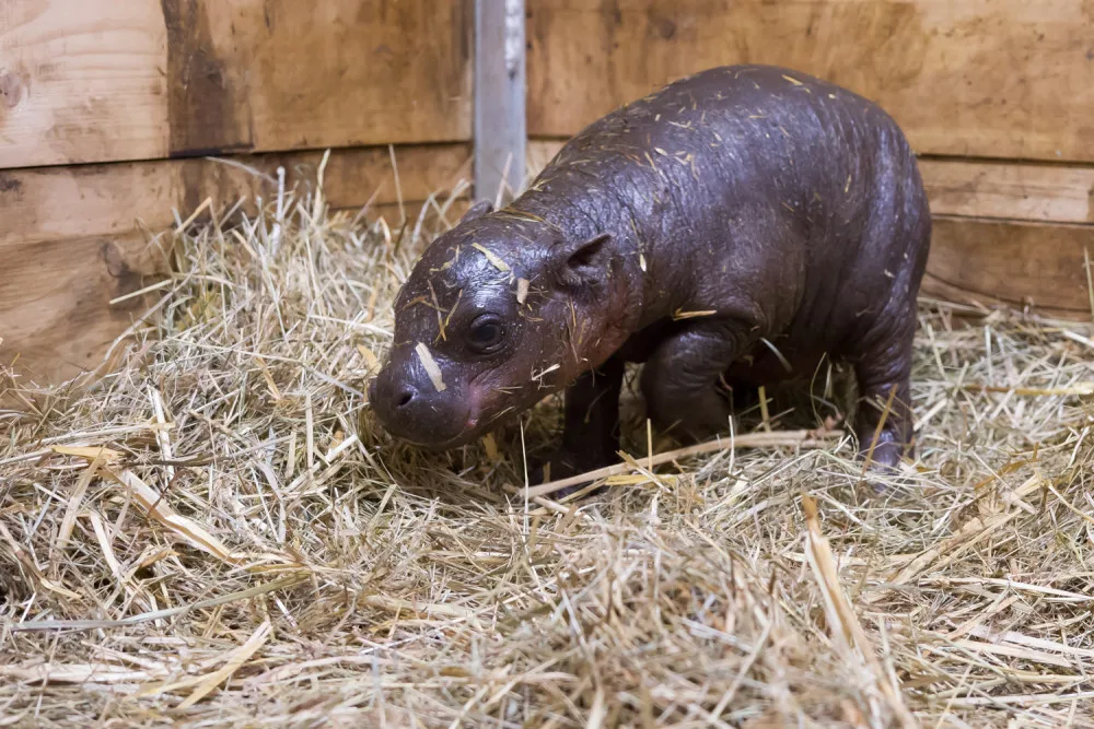 Safari Park slaví další úspěch. Během půl roku se narodilo už druhé mládě hrošíka liberijského