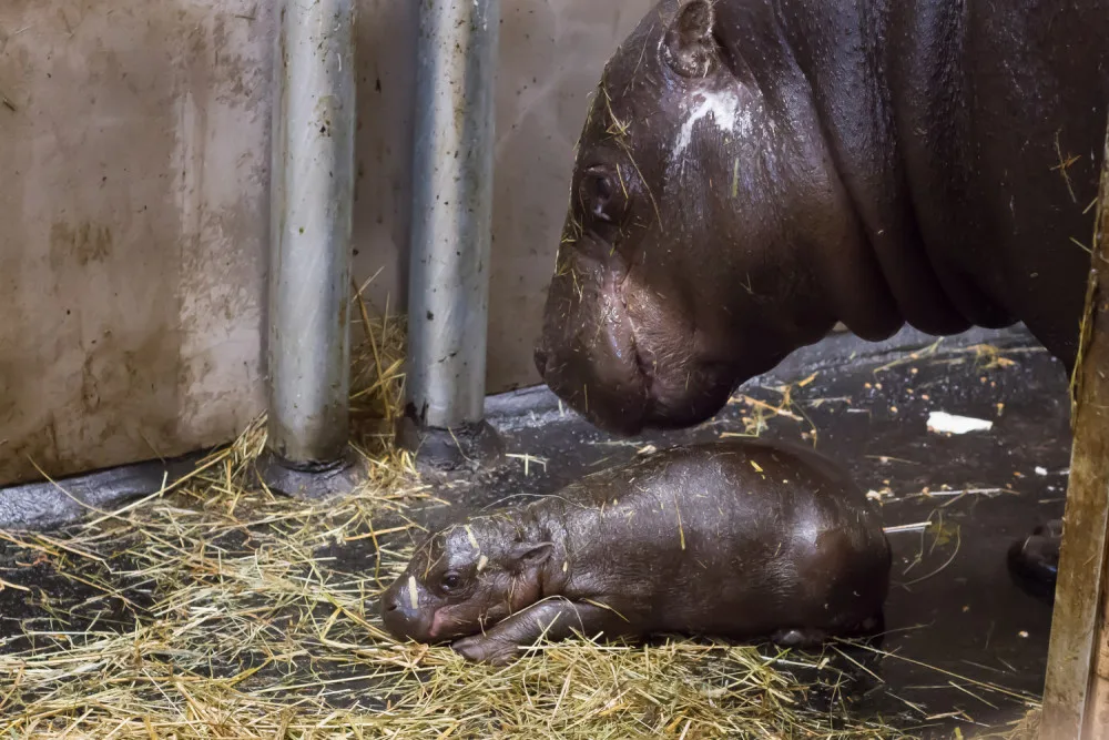 Safari Park slaví další úspěch. Během půl roku se narodilo už druhé mládě hrošíka liberijského