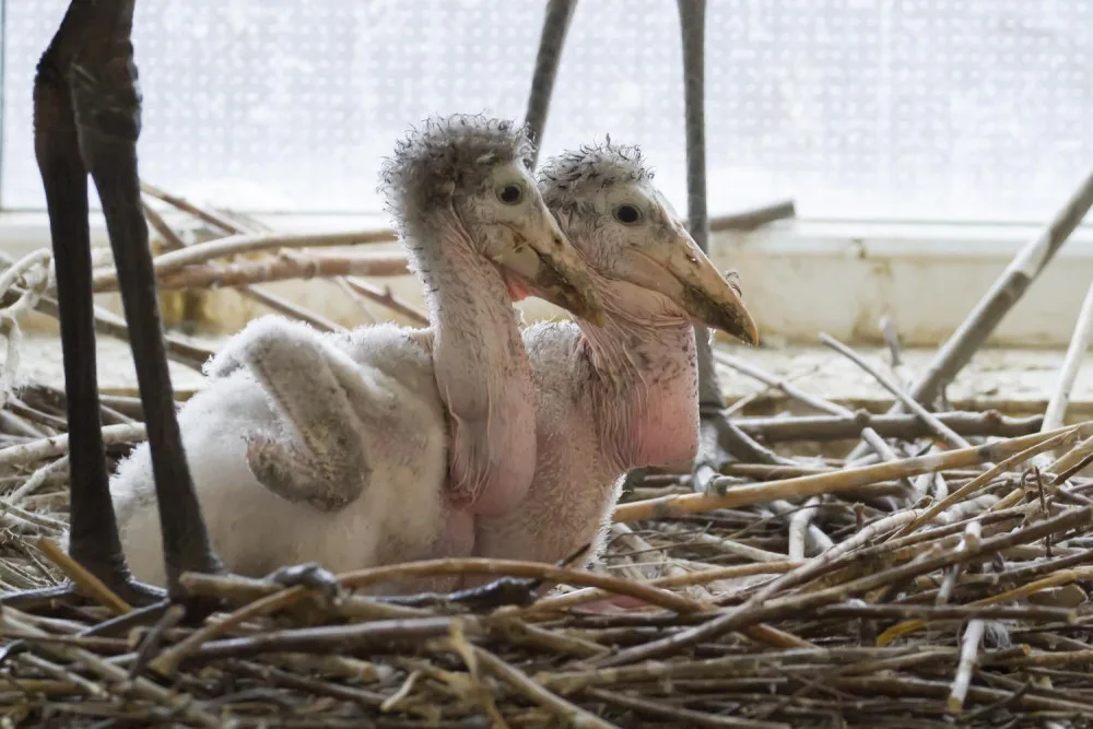 Safari Park má další evropský unikát. Vyrůstají zde čtyři mláďata marabua afrického