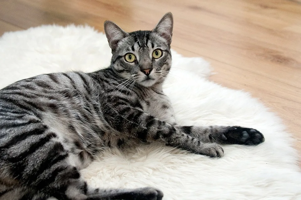 Během pandemie lidé adoptovali kočky, útulky ale budou brzy zase plné