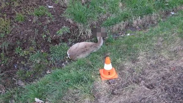 Každých 6 hodin se v kraji srazí auto se zvěří. Jak správně reagovat?