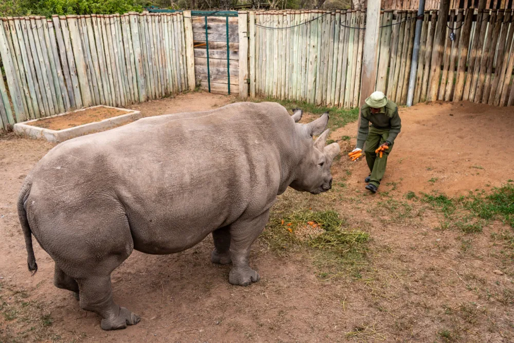 Vědci z východočeské zoo vytvořili další čtyři embrya ohrožených nosorožců. Celkem jich mají devět