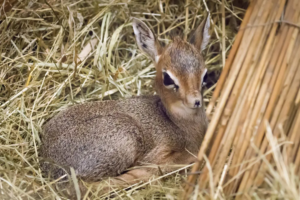 Safari Park má dalšího nováčka. Zahradě se podařilo odchovat antilopu s chobůtkem