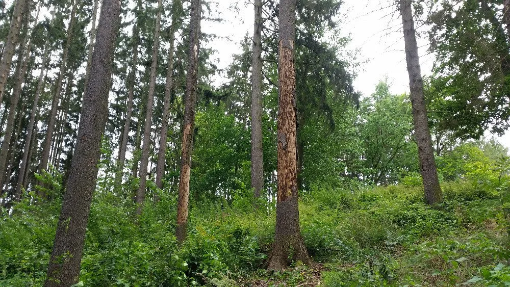 Les zasažený kůrovcem u Dvora Králové nad Labem
