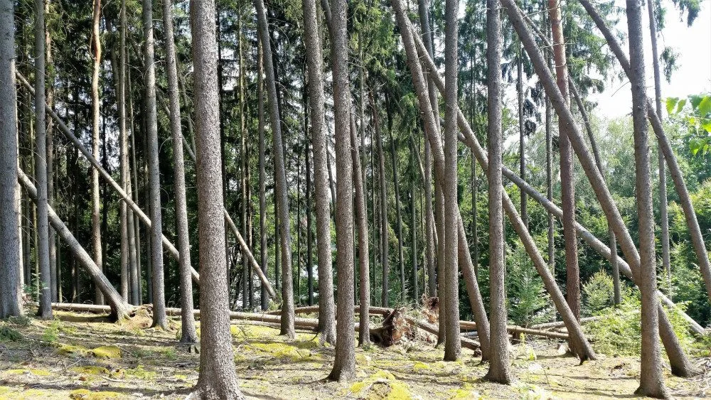 Odklízení poničeného dřeva v Krkonoších komplikuje počasí. Práce potrvají minimálně do zimy