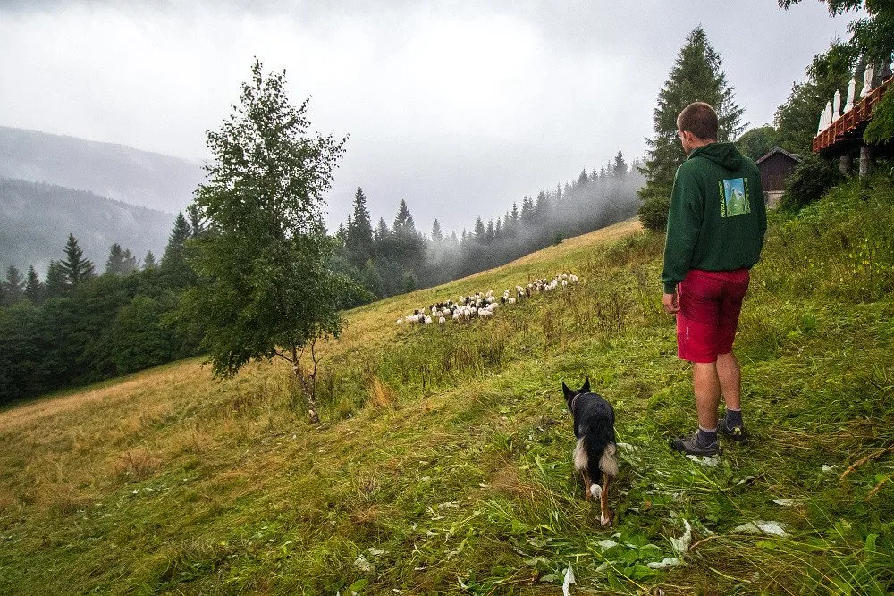 Z ajťáka farmářem. Jeroen Aerts odešel z kanceláře, teď pase ovce v Krkonoších