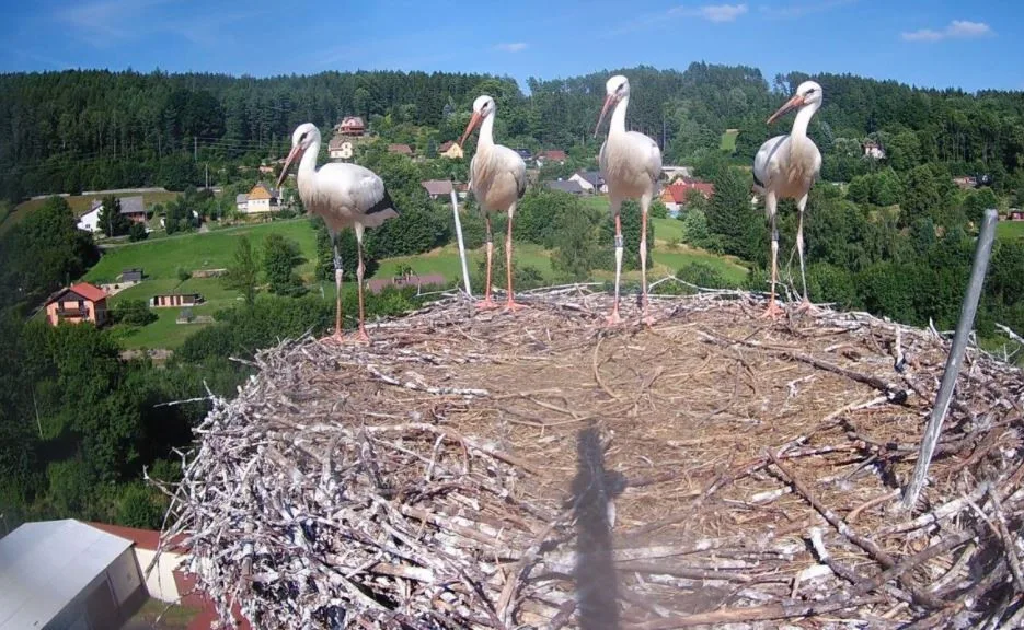 Čápi Bohuslavice 02