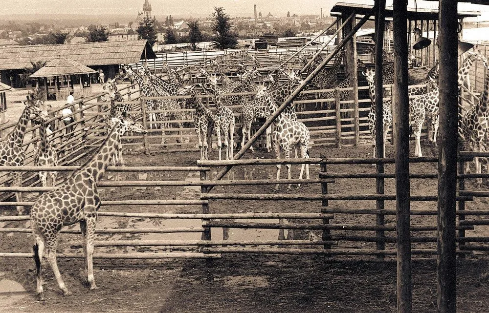 O víkendu slaví Safari Park narozeniny. Zoologická zahrada funguje 75 let