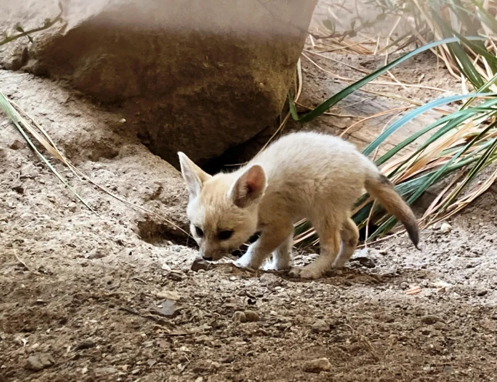 Safari Park má nová čtyřčata fenků. Matka se před porodem schovala do nory, ven začíná vylézat až nyní