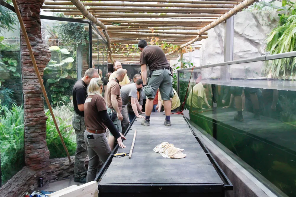 Jak složité je přestěhovat půl tuny těžkého krokodýla? Ze zoo ve Dvoře Králové ho stěhovali kulturisté z posilovny