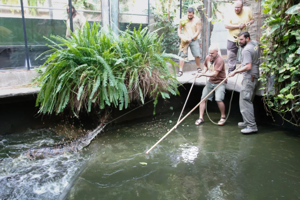 Jak složité je přestěhovat půl tuny těžkého krokodýla? Ze zoo ve Dvoře Králové ho stěhovali kulturisté z posilovny