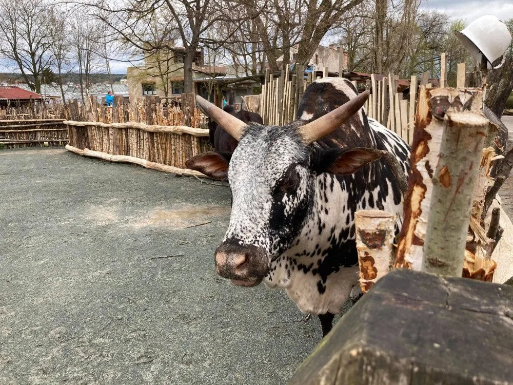 Safari Park hlásí rekordní návštěvnost. Od začátku roku přišlo přes půl milionu návštěvníků