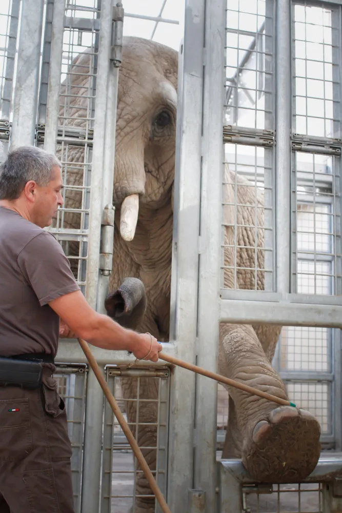 V Safari parku ve Dvoře Králové nad Labem mají nové kontaktní stěny. Ty slouží slonům k tréninku i zábavě