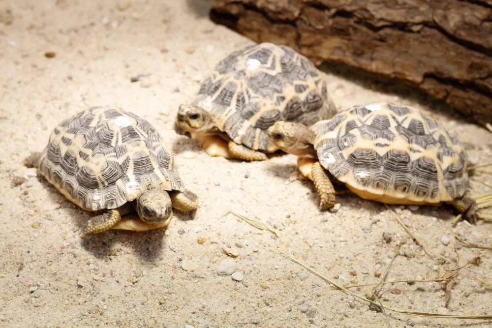Safari Park má nové přírůstky. Želvy pavoukovité půl roku prakticky prospí