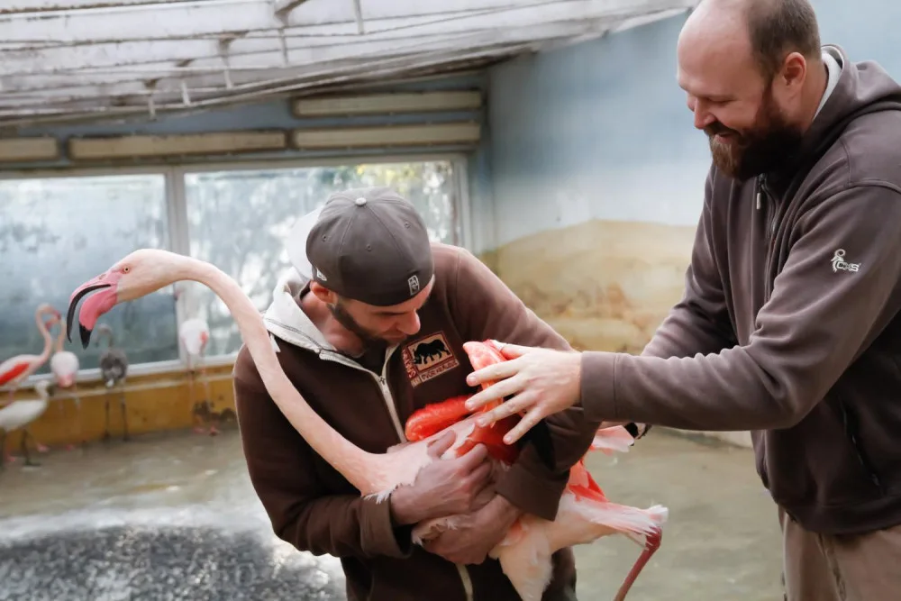 Zoologická zahrada zažila velké stěhování. Stovka růžových plameňáků má nový domov