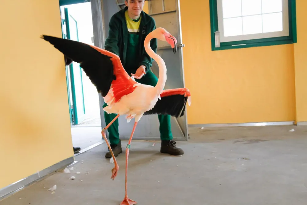Zoologická zahrada zažila velké stěhování. Stovka růžových plameňáků má nový domov