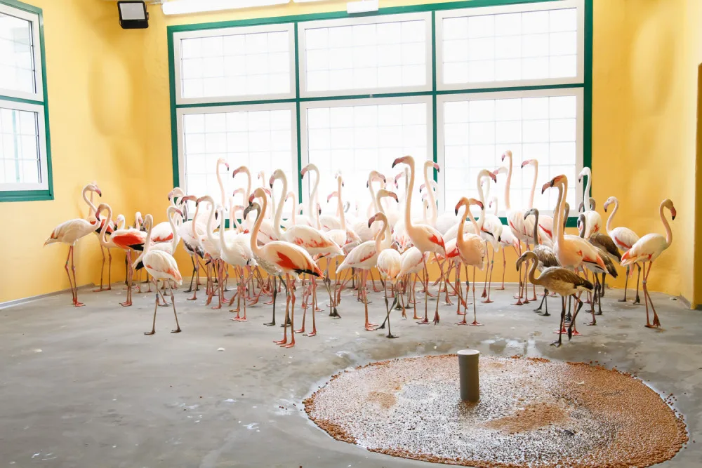 Zoologická zahrada zažila velké stěhování. Stovka růžových plameňáků má nový domov