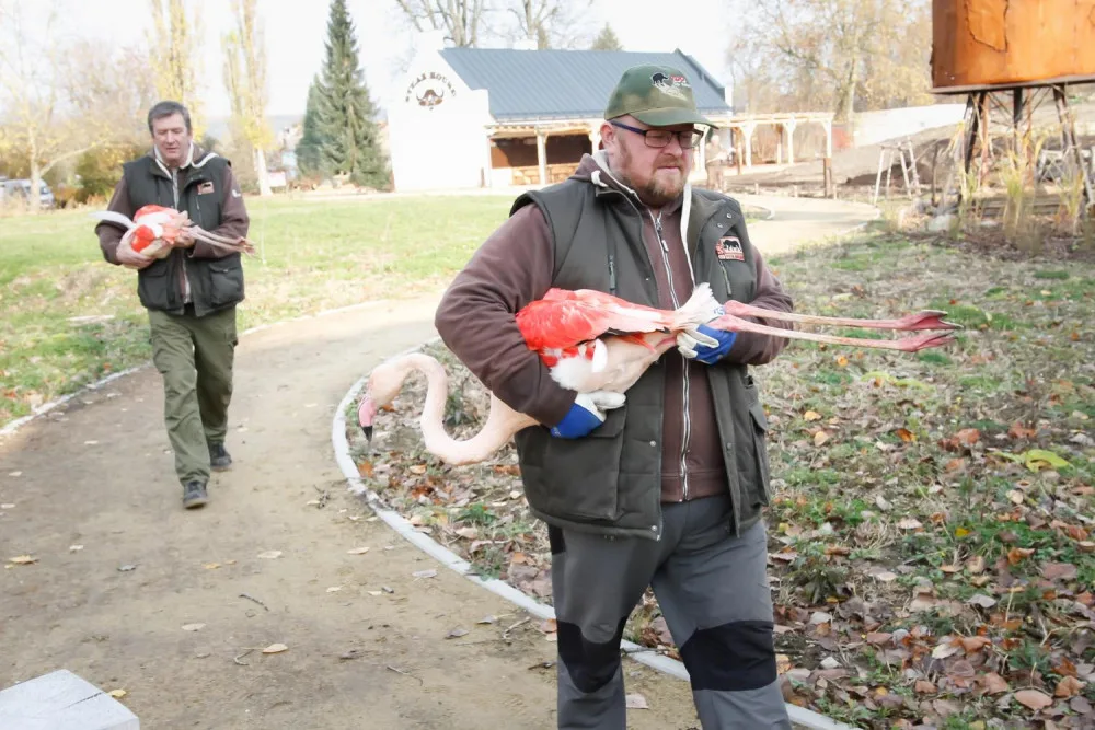 Zoologická zahrada zažila velké stěhování. Stovka růžových plameňáků má nový domov