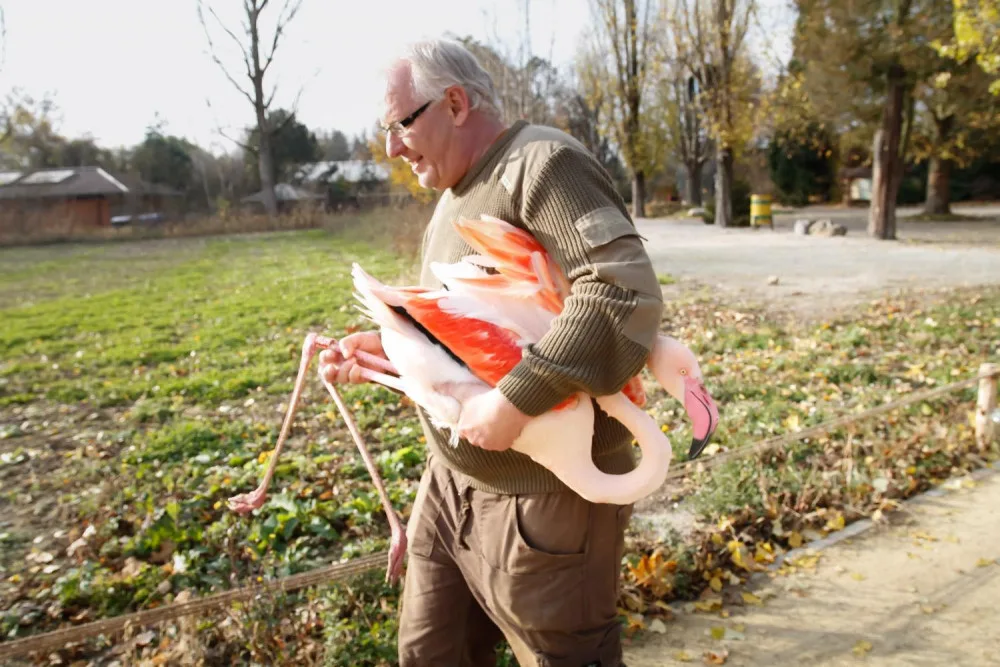 Zoologická zahrada zažila velké stěhování. Stovka růžových plameňáků má nový domov