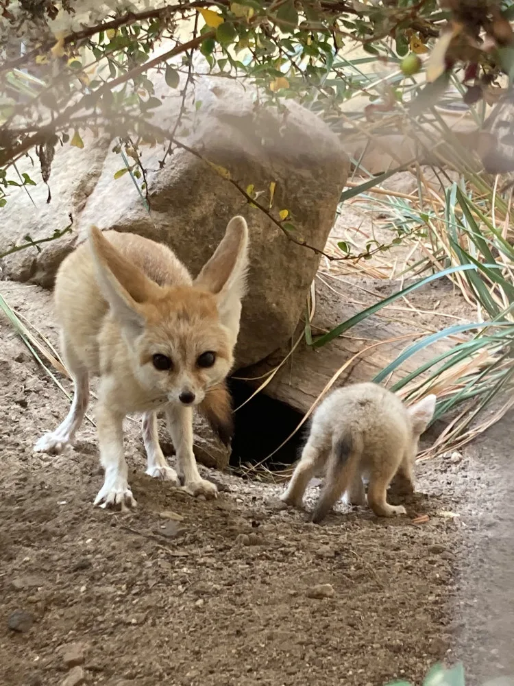 Safari park ve Dvoře spouští vánoční kampaň. Zájemci si mohou adoptovat žirafu, fenka nebo hrošíka