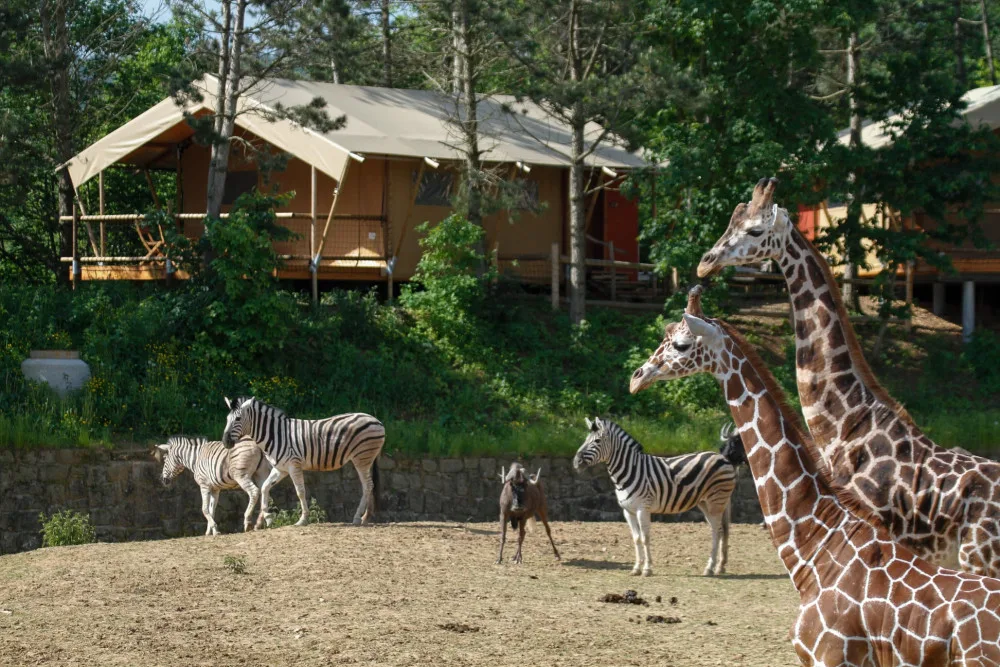 Safari park ve Dvoře spouští vánoční kampaň. Zájemci si mohou adoptovat žirafu, fenka nebo hrošíka