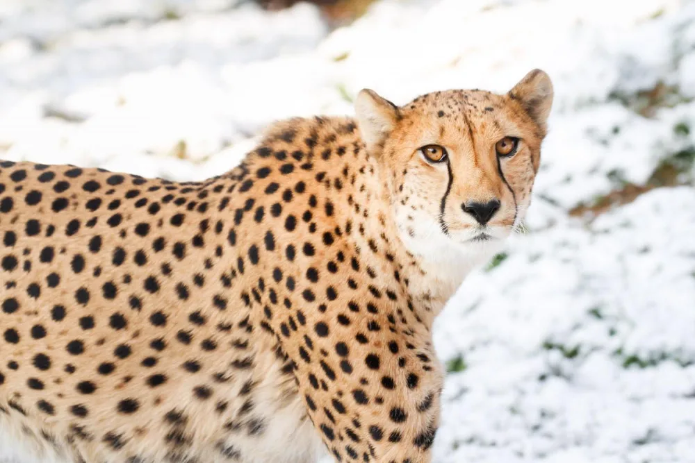Safari Park ve Dvoře Králové zahajuje vánoční sezonu. Upraví cenu vstupného i otevírací dobu